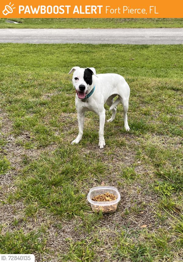 Found/Stray Unknown Dog last seen Bayard road and Lee road , Fort Pierce, FL 34951