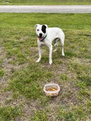 Found/Stray Unknown Dog last seen Bayard road and Lee road , Fort Pierce, FL 34951