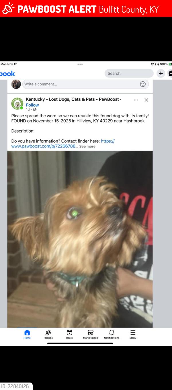 Lost Male Dog last seen Paul Harned Rd. Lebanon Jct. KY. , Bullitt County, KY 40150