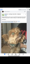 Lost Male Dog last seen Paul Harned Rd. Lebanon Jct. KY. , Bullitt County, KY 40150
