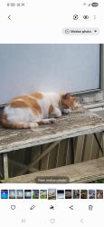 Lost Male Cat last seen Maderia mobile  park  7059 Dawson Rd Lot 119, Cincinnati, OH 45243