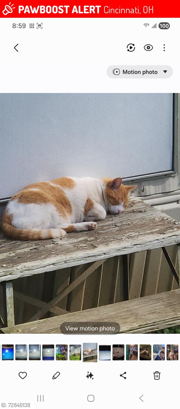 Lost Male Cat last seen Maderia mobile  park  7059 Dawson Rd Lot 119, Cincinnati, OH 45243