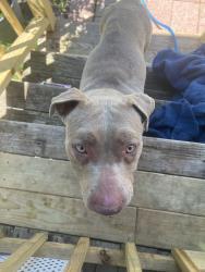 Found/Stray Male Dog last seen Windfern Rd. / W Gulf Bank Rd. , Houston, TX 77040