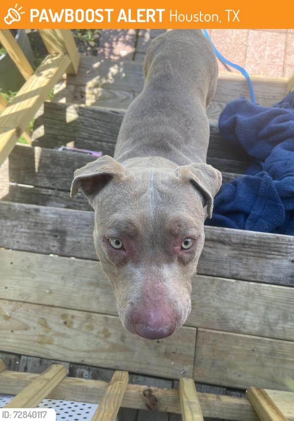 Found/Stray Male Dog last seen Windfern Rd. / W Gulf Bank Rd. , Houston, TX 77040