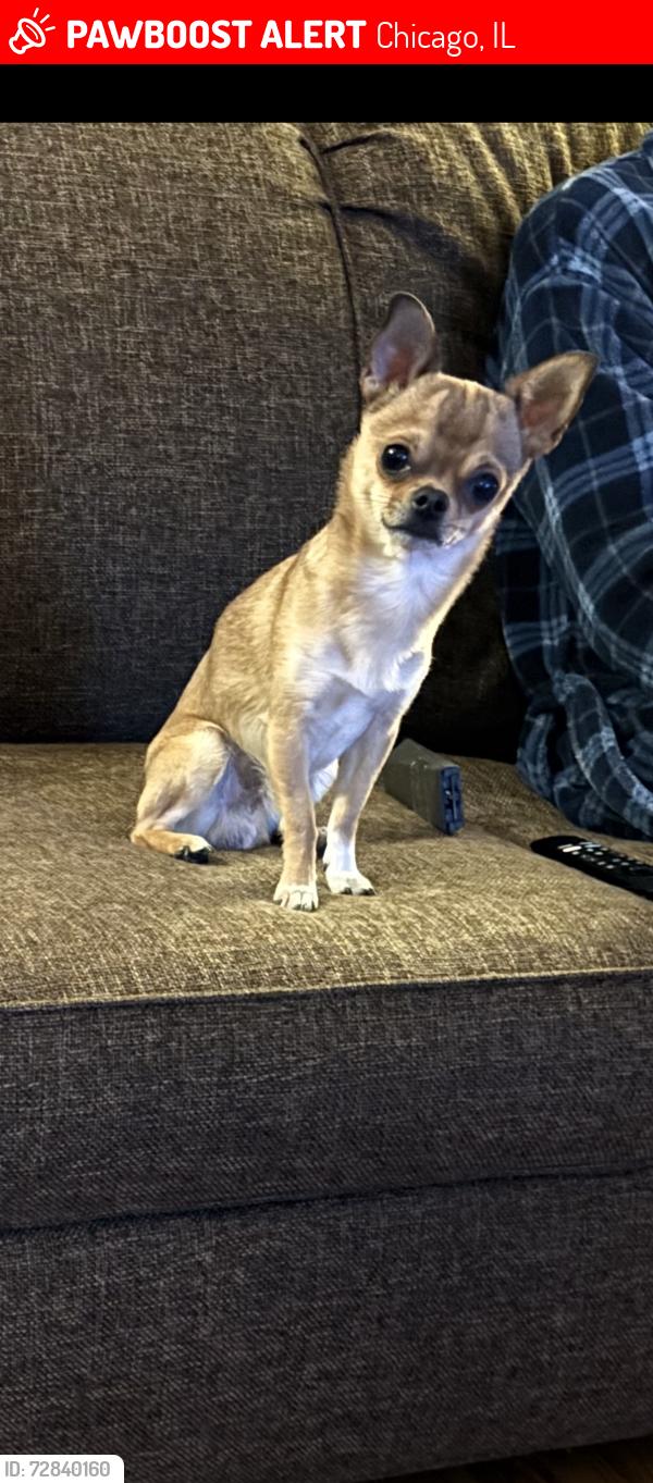 Lost Male Dog last seen 83rd Dan Ryan woods , Chicago, IL 60620