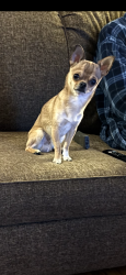 Lost Male Dog last seen 83rd Dan Ryan woods , Chicago, IL 60620