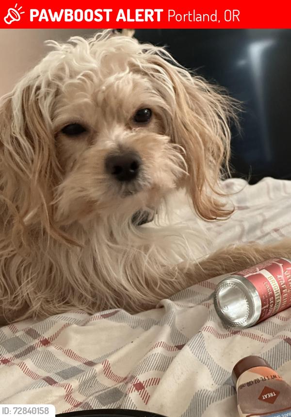 Lost Male Dog last seen Near sw 36th Ave and capital hyw , Portland, OR 97219