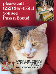 Lost Male Cat last seen Enterprise/Western, Jacksonville, NC 28546
