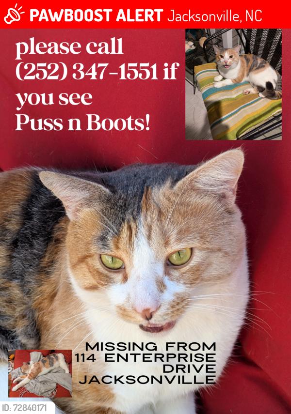 Lost Male Cat last seen Enterprise/Western, Jacksonville, NC 28546