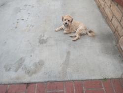 Lost Male Dog last seen Lorena indiana st , Los Angeles, CA 90063