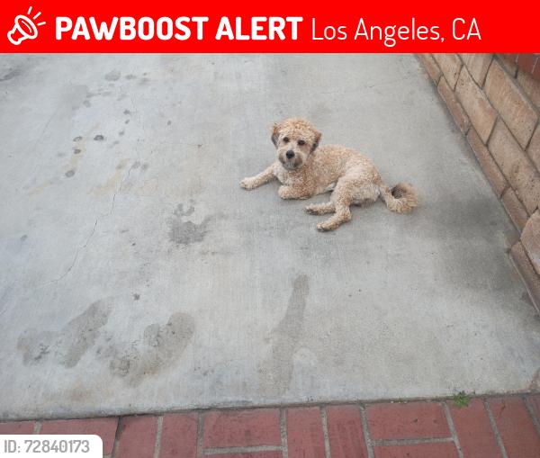 Lost Male Dog last seen Lorena indiana st , Los Angeles, CA 90063