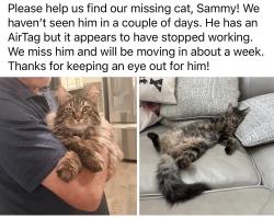 Lost Male Cat last seen Windy meadow dr and Corinth parkway, Corinth, TX 76208