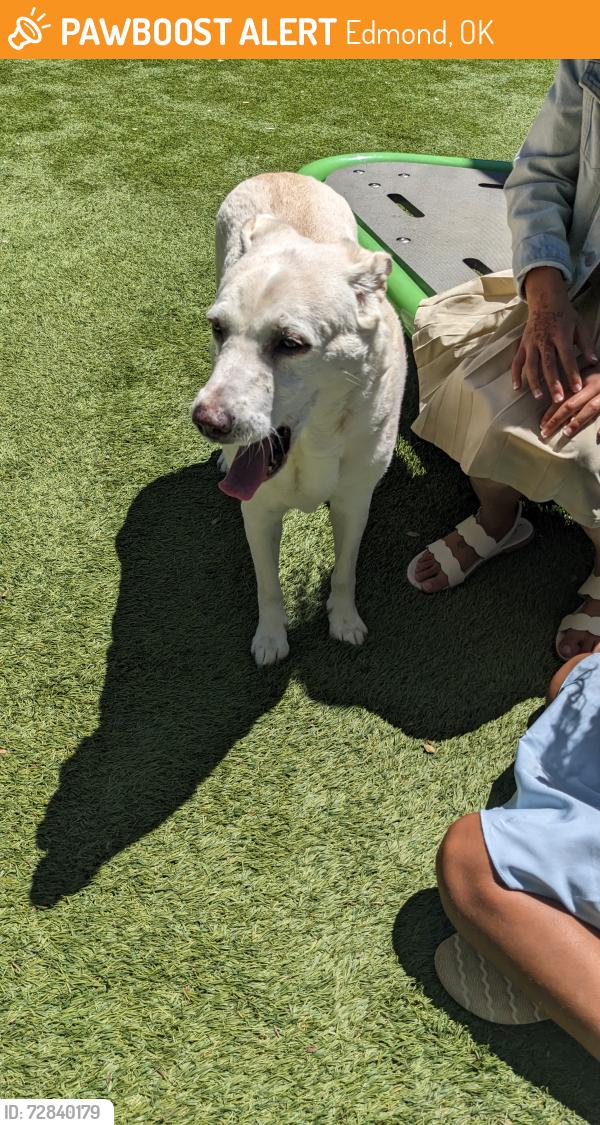 Found/Stray Female Dog last seen Anderson Park next to Orvis Risner- Edmond , Edmond, OK 73013