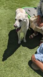 Found/Stray Female Dog last seen Anderson Park next to Orvis Risner- Edmond , Edmond, OK 73013