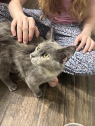 Found/Stray Unknown Cat last seen wildcat ridge neighborhood, Lone Tree, CO 80124