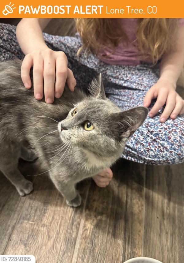 Found/Stray Unknown Cat last seen wildcat ridge neighborhood, Lone Tree, CO 80124