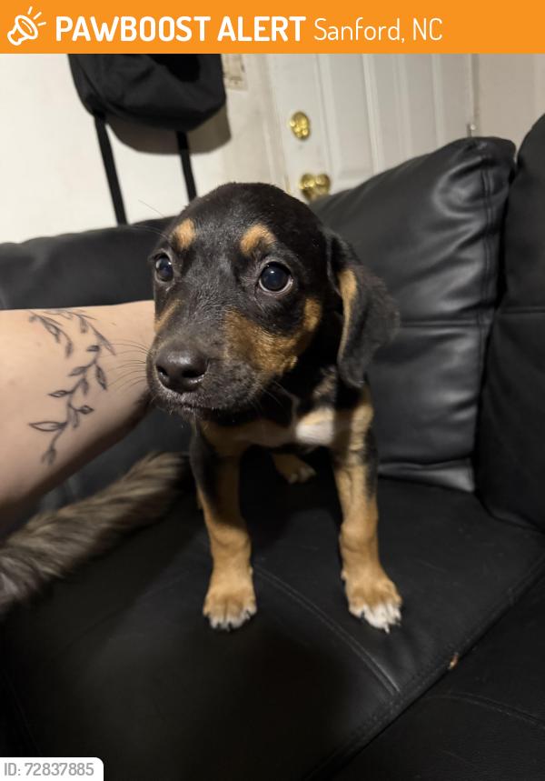 Found/Stray Female Dog last seen Kiwanis park, Sanford, NC 27330
