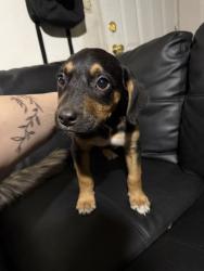 Found/Stray Female Dog last seen Kiwanis park, Sanford, NC 27330