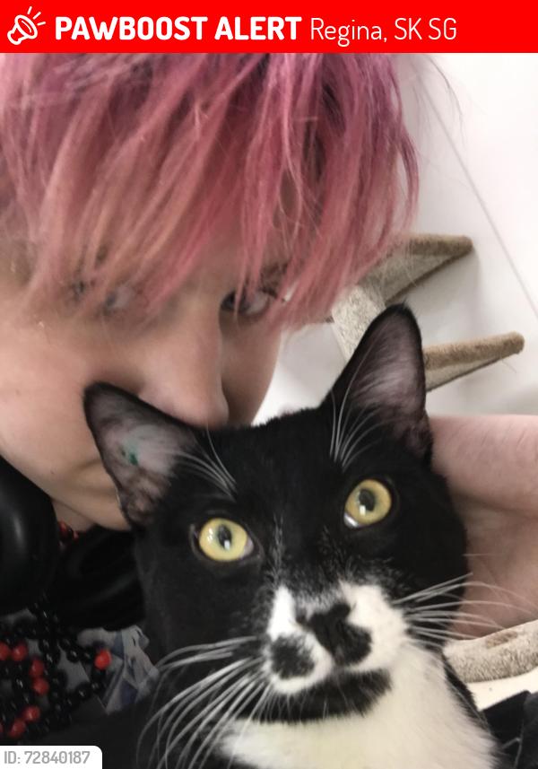 Lost Male Cat last seen Harbour Landing school, Regina, SK S0G