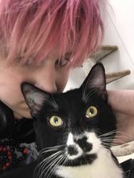 Lost Male Cat last seen Harbour Landing school, Regina, SK S0G