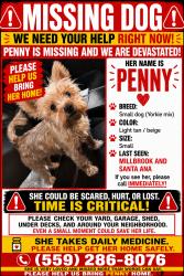 Reunited Female Dog last seen N Millbrook Ave & E Santa Ana Ave, Fresno, CA 93726, USA, Fresno, CA 93726