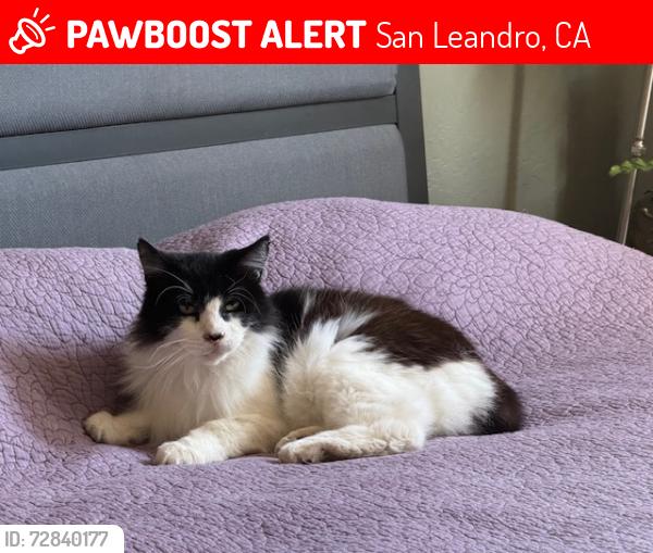 Lost Male Cat last seen Alice Ave/Mitc Ave and Victoria Ave/Herma Ct - San Leandro, San Leandro, CA 94577