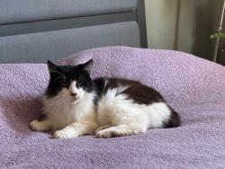 Lost Male Cat last seen Alice Ave/Mitc Ave and Victoria Ave/Herma Ct - San Leandro, San Leandro, CA 94577