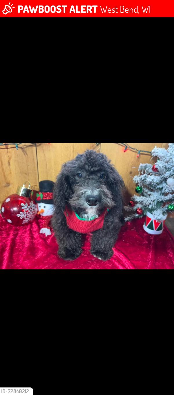Lost Male Dog last seen Birchwood & highway NN, West Bend, WI 53095
