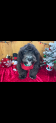 Lost Male Dog last seen Birchwood & highway NN, West Bend, WI 53095