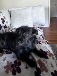 Found/Stray Male Dog last seen Near S Real Rd, Bakersfield, CA 93313