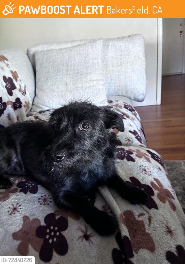 Found/Stray Male Dog last seen Near S Real Rd, Bakersfield, CA 93313