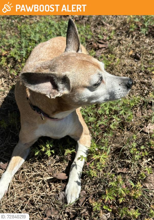 Found/Stray Female Dog last seen Norris Road and Sterling Drive, Johnston County, NC 27520
