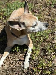 Found/Stray Female Dog last seen Norris Road and Sterling Drive, Johnston County, NC 27520