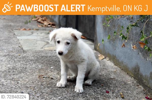 Found/Stray Male Dog last seen Kemptville, Kemptville, ON K0G 1J0