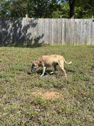 Found/Stray Female Dog last seen Norris and Sterling drive Clayton nc , Johnston County, NC 27520