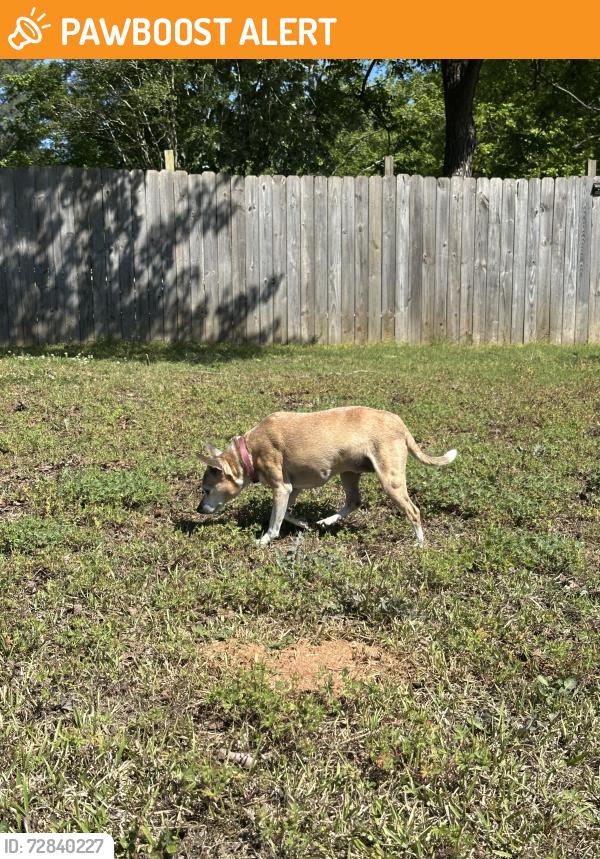 Found/Stray Female Dog last seen Norris and Sterling drive Clayton nc , Johnston County, NC 27520