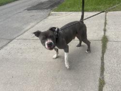 Found/Stray Male Dog last seen John R & 8mile , Highland Park, MI 48203