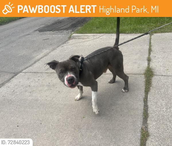 Found/Stray Male Dog last seen John R & 8mile , Highland Park, MI 48203