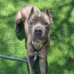 Shelter Stray Male Dog last seen , Oak Park, IL 60304
