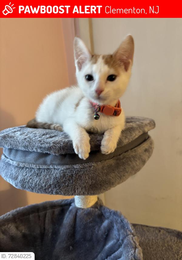 Lost Female Cat last seen La cascata, Clementon, NJ 08021