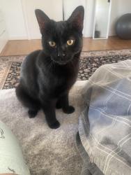 Lost Male Cat last seen ls7 4dr, West Yorkshire, England LS7 4DR