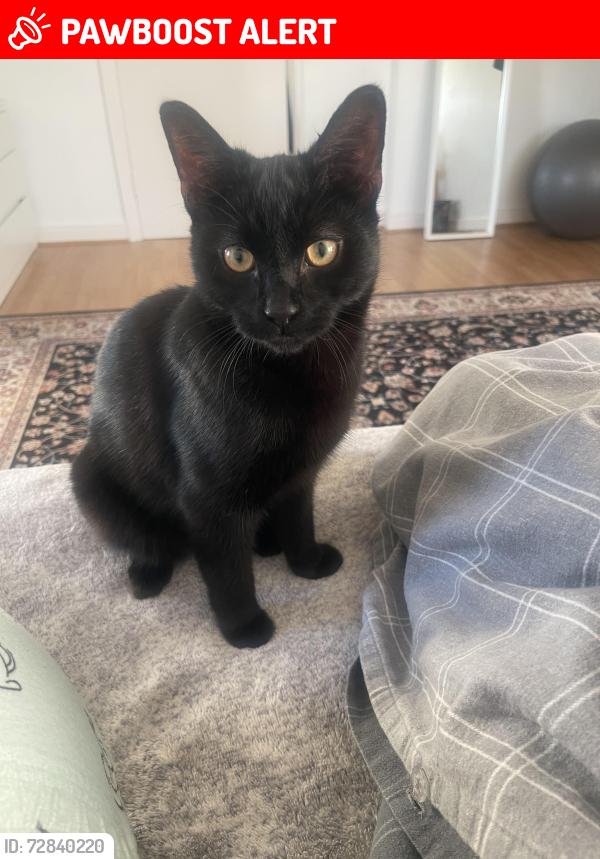 Lost Male Cat last seen ls7 4dr, West Yorkshire, England LS7 4DR