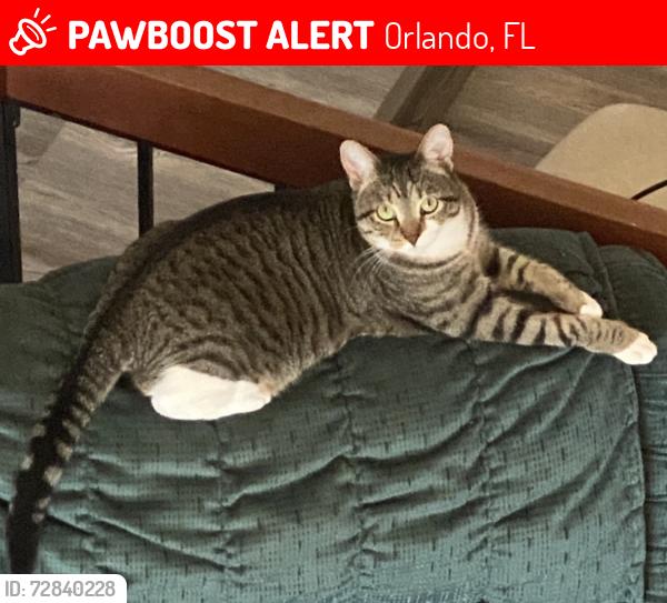 Lost Female Cat last seen Lake Underhill Rd. And S Shadow Bay Dr, Orlando, FL 32825
