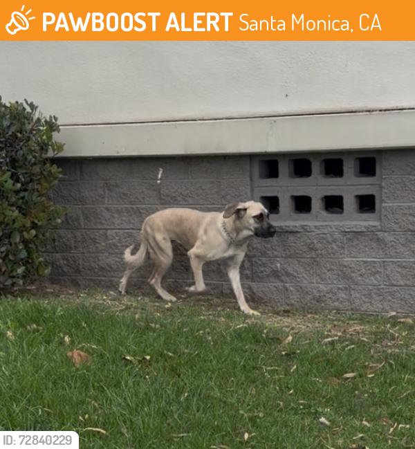 Found/Stray Unknown Dog last seen Santa Monica Hight School, Santa Monica, CA 90291