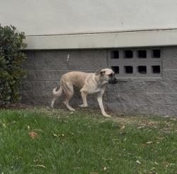 Found/Stray Unknown Dog last seen Santa Monica Hight School, Santa Monica, CA 90291