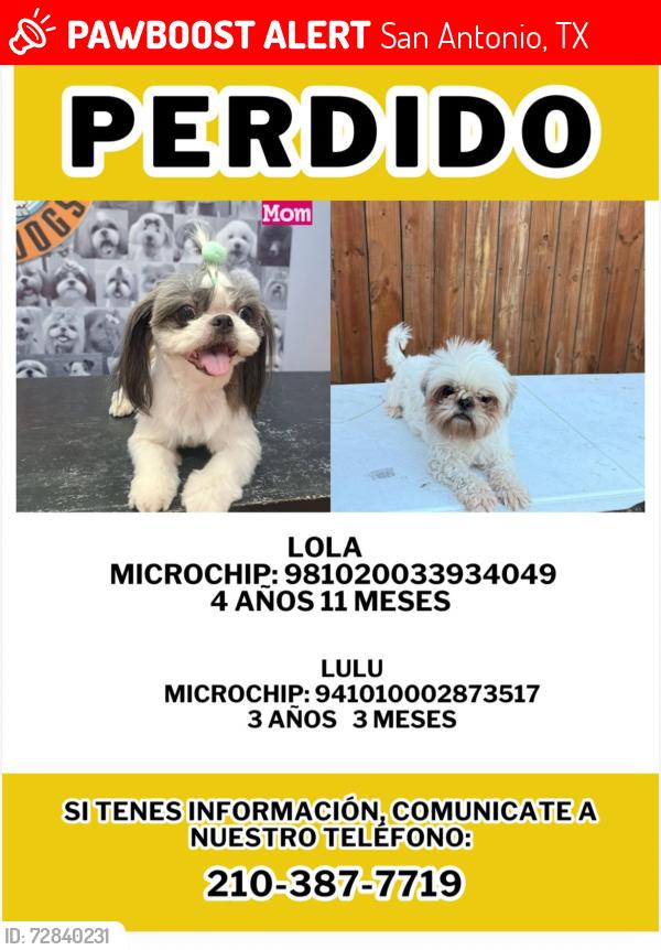 Lost Female Dog last seen MCCAULEY street , San Antonio, TX 78224