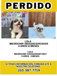 Lost Female Dog last seen MCCAULEY street , San Antonio, TX 78224