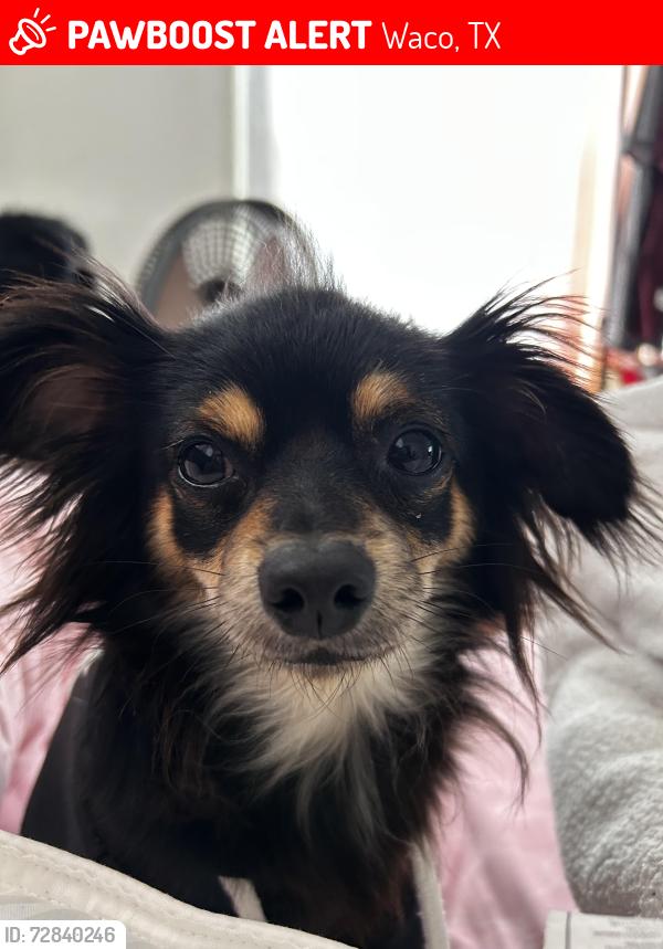 Lost Male Dog last seen 30th st , Waco, TX 76707