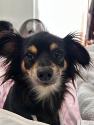 Lost Male Dog last seen 30th st , Waco, TX 76707