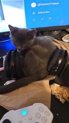 Lost Male Cat last seen Robert’s Brook Ln, Saint Johnsbury, VT 05819